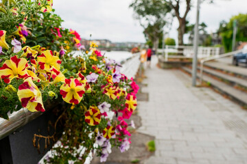 Colorful yellow and red flower bed in focus in foreground. Town buildings and river out of focus in the background. City street decoration. Bright and rich colors of the plants. Star shaped flowers.