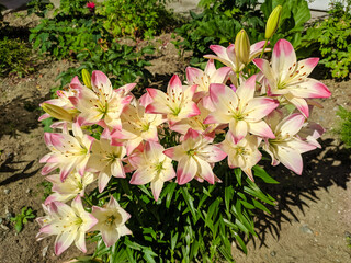 Bright marlene lily flowers grow in a flower bed on a sunny summer day