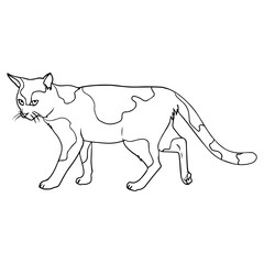 cat sketch vector illustration
