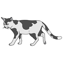cat vector illustration