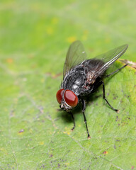 Close up view of Fly on a green leaf.