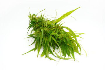 Cannabis isolated on white background. Marijuana