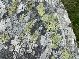 Green lichen on white and grey stones.