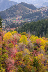 Colorful fall foliage in wasatch mountain range, utah