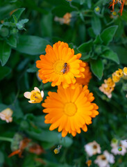 A bee sits on a bright orange marigold flower, focus on the bee and the center of the flower, green background, close-up