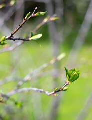 The first green leaves bloom on a plum branch, a symbol of spring, green background, close-up, focus on the leaves