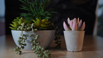 Pink Flower bucket shoot