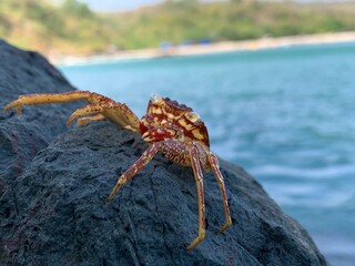 Crab spotted over the stone at Geopark ciletuh