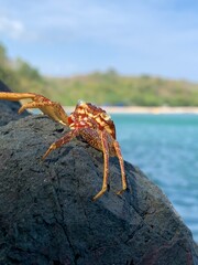 Crab spotted over the stone at Geopark ciletuh