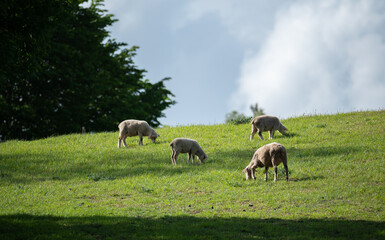 Naklejka na ściany i meble Sheep on a green pasture on a hillside. Fresh spring green grass. Sheep farm.