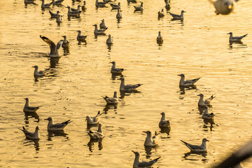 Seagull, portrait of a seagull. Close up view of seagull white bird floating on water.