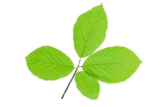 Perfect green and fresh hornbeam leaves isolated on a transparent background.