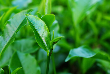 Beautiful Tea Leaves 