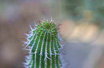 Close up view of Cactus plant