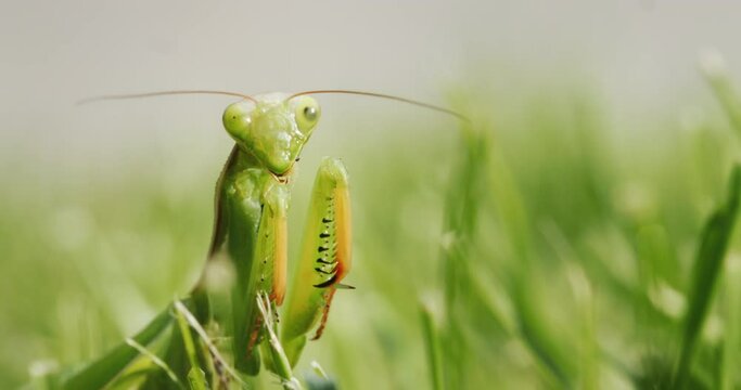 Portrait of an amazing praying mantis - a predatory insect in the grass.