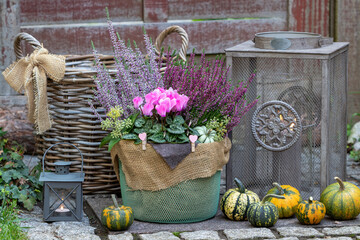 Arrangement mit pink Alpenveilchen und Heidekraut im Korb und Laternen im Garten