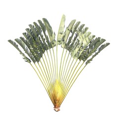 palm tree isolated on white background, 3D illustration, cg render