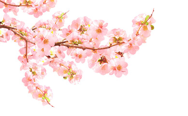 Fototapeta na wymiar Branch of the blossoming Japanese Quince (Chaenomeles japonica) with pink flowers