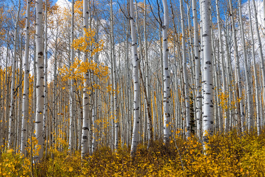 Tall Aspen trees in autumn time in Wasatch mountains Utah
