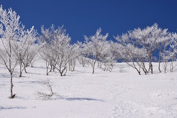 冬景色　青空に映える霧氷林