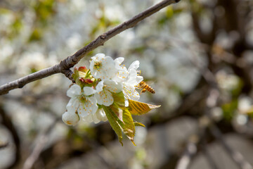 Working honeybee flying over the white flower of sweet cherry tree. Bee looking pollen and nectar to make sweet honey.