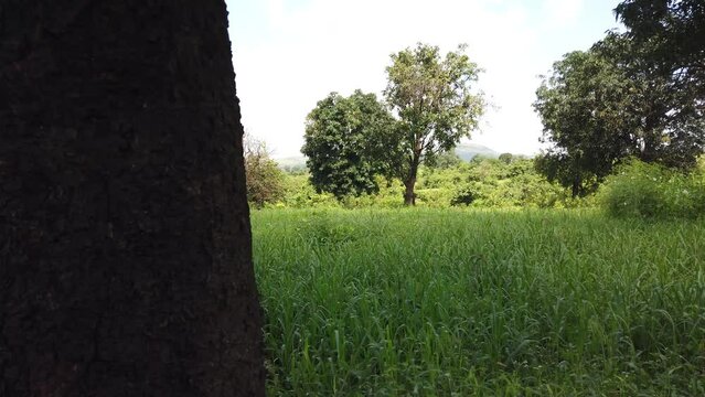 Green Crops And Trees During Summer In Rural Areas Of Trimbak In India. - POV