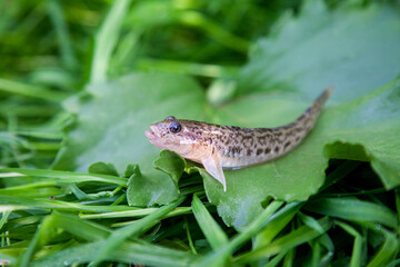 Close up view of freshwater bullhead fish or round goby fish just taken from the water on big green leaf..