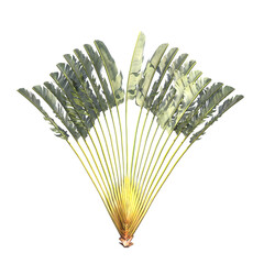 palm tree, isolate on a transparent background, 3D illustration