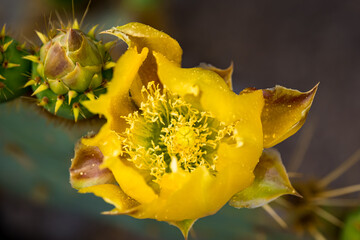 Closeup of prickly pear cactus flower (lat. Opuntia) with yellow petals, stamen and pollen next to...