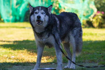 Angry husky dog ​​with blue eye shows teeth.