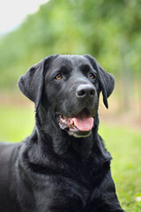 black labrador in the nature