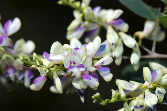 White and purple beautiful mountain Flowerhead of the "Kihagi, close up macro photography.