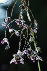 Ending purple flowerhead of the Powdery thalia (Mizukanna, Thalia dealbata Fraser ex Roscoe). Night...