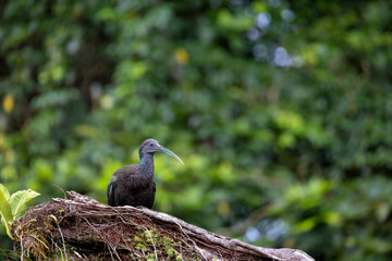 GREEN IBIS