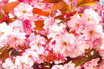 Blossoming sakura tree, pink flower buds close-up. Cherry. Floral spring background.