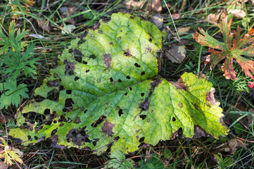 A large leaf of a plant that has fallen from a tree to the ground. Green leaf with dark spots, veins and surface damage. View from above. Autumn is coming.