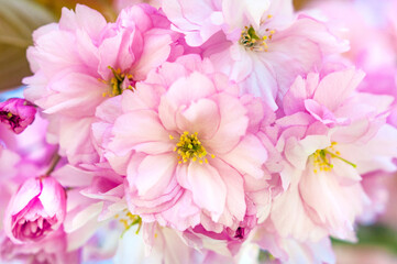 Fototapeta na wymiar Close up of blooming pink flowers on branch of cherry tree