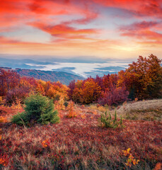 Small green fir tree amoung reg grass on Borzhava mountain range. Splendid autumn scene of foggy valley in Carpathians mountains, Ukraine, Europe. Beauty of nature concept background.