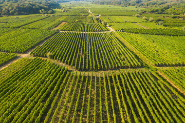 Vrbnik vineyards, aerial view, Island of Krk, Croatia