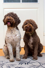Two lagotto romagnolo dogs indoors posing in front of a door.