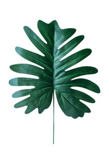 Green artificial philodendron xanadu leaf isolated on white background