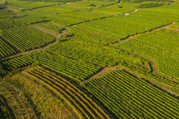 Vrbnik vineyards, aerial view, Island of Krk, Croatia