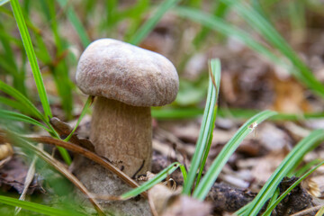 Boletus mushroom in the wild. Porcini mushroom grows on the forest floor at autumn season..