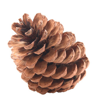 dried pine cones coniferous on transparent background png file