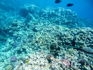 Bluespotted cornet fish, smooth cornet fish or smooth flutemouth at coral reef..