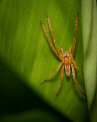 Wandering spider