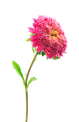 pink aster flower on a white background