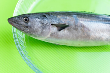 Tunny, bonito fish selective focus. Close up. Atlantic bonito Sarda sarda or Palamida that is large mackerel-like fish. 
