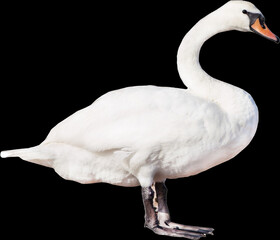 White swan isolated. Wild bird.