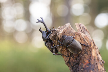 木につかまるカブトムシのペア